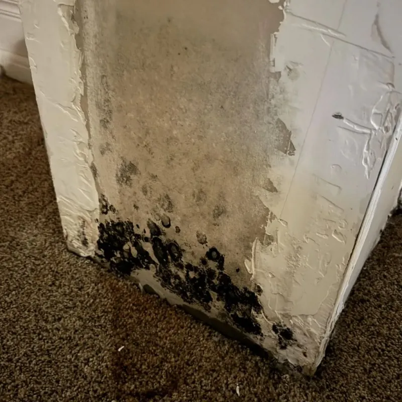 Professional Mold Removal in Carrizo Springs, TX